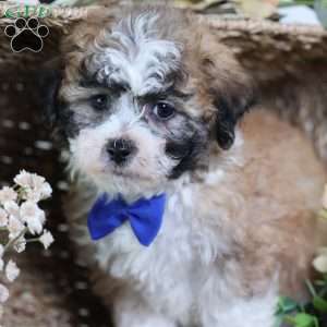 Franky, Teddy Bear Puppy